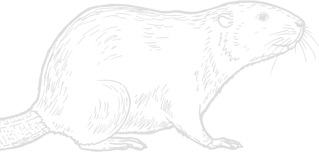 Beaver Graphic